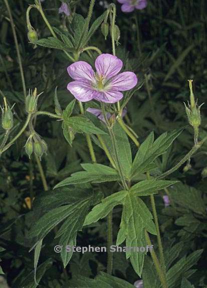 geranium richardsonii 1 graphic